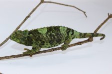 IMG_7957.jpg