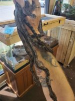 Boa Constrictor Babies.jpg
