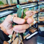 iguanas.jpg