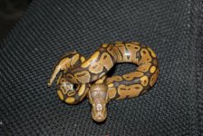 Hypo baby from first pairing - deceased.jpg