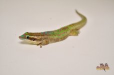 ornatedaygecko.jpg