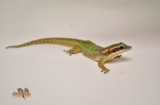 ornatedaygecko1.jpg