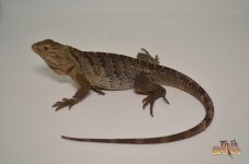 babylewisihybridiguana1.jpg