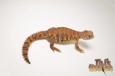 JUVENILEYELLOWNIGERUROMASTYX .jpg