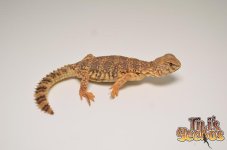 JUVENILEYELLOWNIGERUROMASTYX1 .jpg