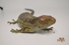 MONKEYTAILEDSKINK1.jpg