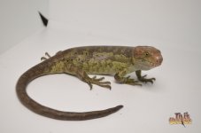 MONKEYTAILEDSKINK.jpg