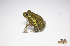 giantpixiefrog.jpg