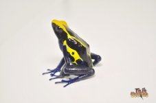 cobaltpoisondartfrog1.jpg