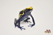 cobaltbluepoisondartfrog.jpg