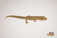 VIEILLARD'S CHAMELEON GECKO.jpg
