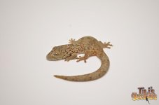VIEILLARD'S CHAMELEON GECKO1.jpg