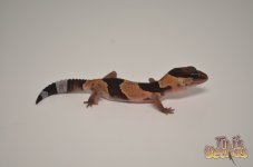africanfattailnormal1.jpg