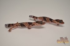 africanfattailaberrant.jpg