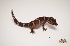 TOYAMAS JAPANESE CAVE GECKO.jpg
