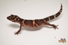TOYAMAS JAPANESE CAVE GECKO1.jpg