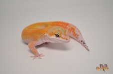 SUPER HYPO TANGERINE CARROT.jpg