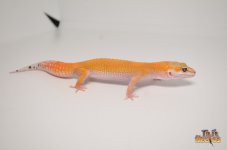 SUPER HYPO TANGERINE CARROT1.jpg