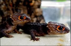 RedEyed Crocodile Skink.JPG