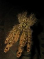 Feather leg baboon ( Stromatopelma calceatum ) WITH ENCLOSURE.JPG