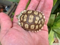 sulcata9-7-20g.jpg