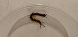 Tiger Centipede Davis Mts., TX Pic 3.jpg