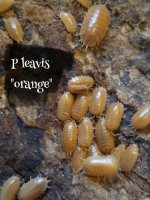 orangelaevis.jpg