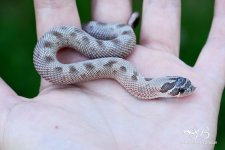 hona lavender conda.jpg