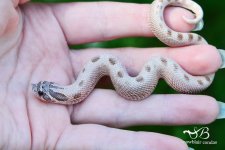 hane lavender conda 4.jpg