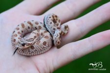 male lavender conda 2.jpg