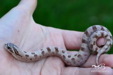 male lavender superconda1.jpg