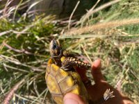 Yellowfoot 1.jpg