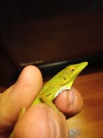 A. chlorocyanus-6.jpg
