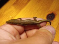 A. chlorocyanus-4.jpg