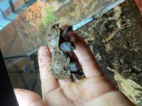 Three Toed Box Turtles 1.jpg