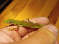 A. chlorocyanus-3.jpg