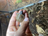 Three Toed box turtles 2.jpg