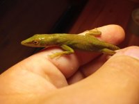 A. chlorocyanus-7.jpg