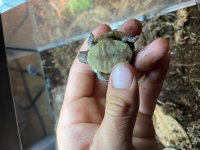 Three Toed Box Turtles 3.jpg