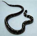 RobsReptiles32-1.jpg