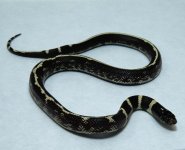 RobsReptiles32-7.jpg