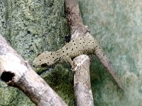 Theca adult.jpg