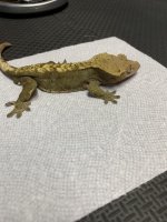 50g male 2.jpg