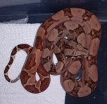 #4 Hypo Female DH (2).jpg