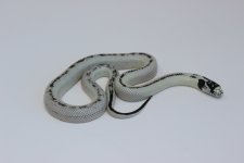 IMG_7980.jpg