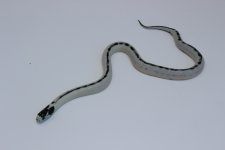 IMG_7986.jpg
