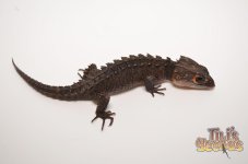Red Eyed croc Skink.jpg