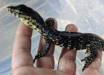 Baby Het Black Dragon-1.jpg