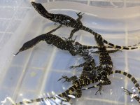 Baby Het Black Dragon-2.jpg