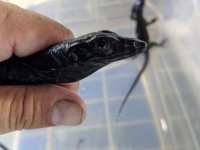 Baby Het Black Dragon-3.jpg